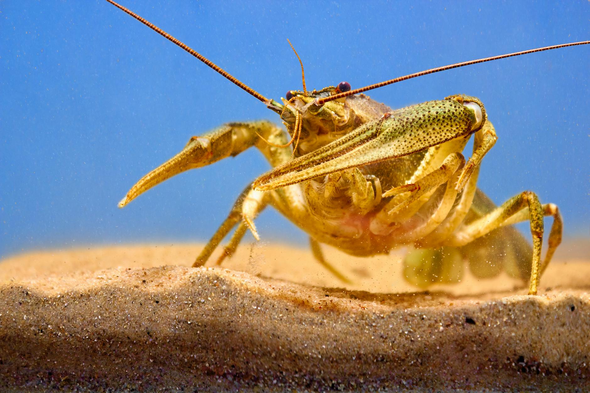 Can You Freeze Cooked Lobster