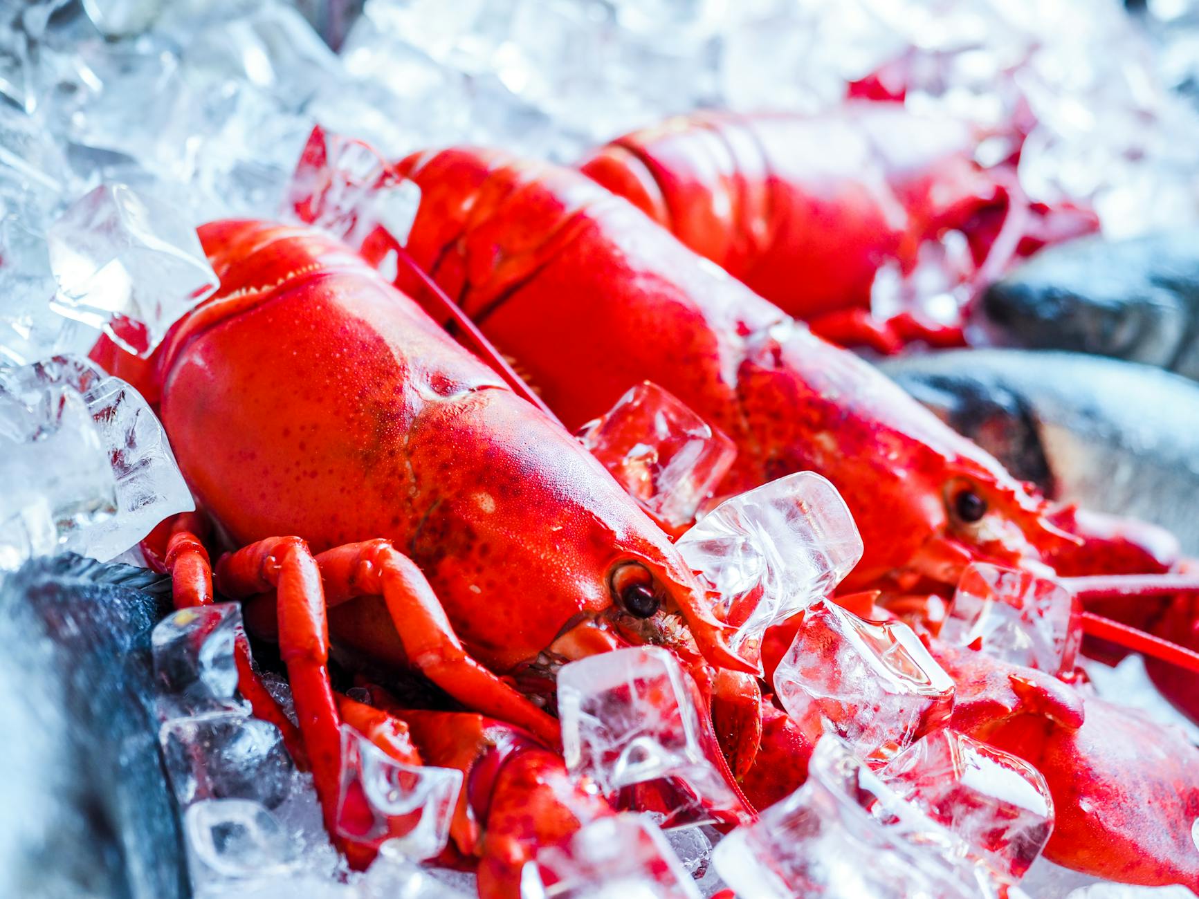 How To Defrost Frozen Lobster